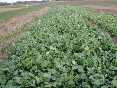 New ideas for cover crop monocultures Oilseed radish Belongs to Brassica family Relieves soil