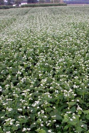 New ideas for cover crop monocultures Buckwheat Has a short lifecycle that can fit into small rotations windows Produces a large