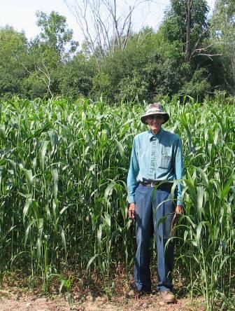 New ideas for cover crop monocultures Sorghum-sudangrass Surpasses other cover crops in biomass production Can be