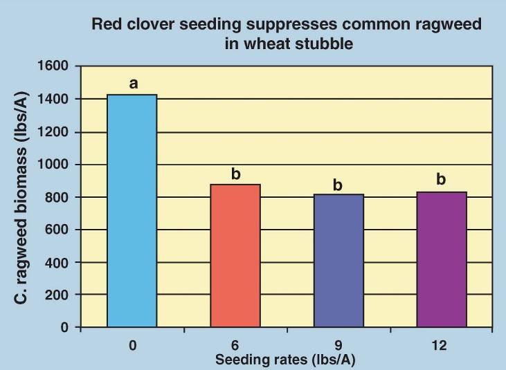 Figure 20. Seeding red clover at 6, 9, and 12 lbs. per acre suppressed common ragweed which is a common weed in wheat stubble in Michigan.