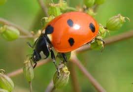 lacewings, ladybugs,