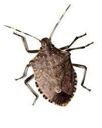 soldier bugs are