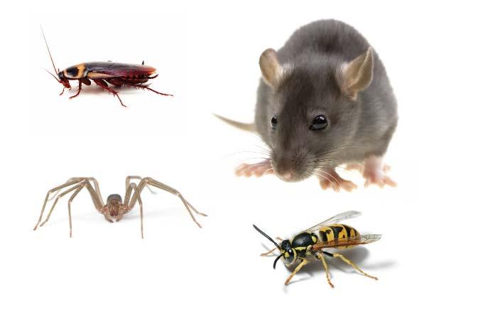 What is a pest?