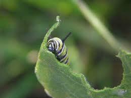 Many insects and critters can be found in fields, however only a relatively small group of them actually
