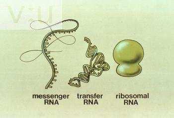Types of RNA: 1. Messenger RNA (mrna): Carries genetic information from DNA in the nucleus to the cytosol 2. Transfer RNA (trna): Takes amino acids from cytosol to the ribosomes 3.