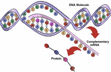 pairing is the same except adenine pairs with uracil) Protein Synthesis Production of proteins, the 3 types of RNA work together to produces proteins Protein Structure and Composition: Proteins are