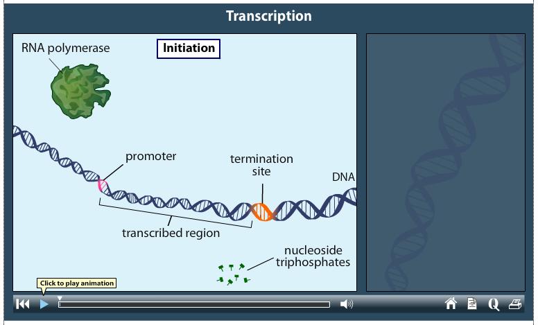 Transcription Transcription Animation