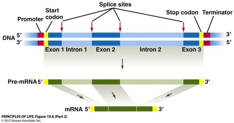 Eukaryotic DNA has junk n Exons (expressed/coding)