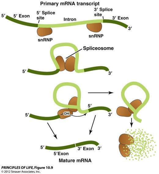 Spliceosome - snrnps binds to