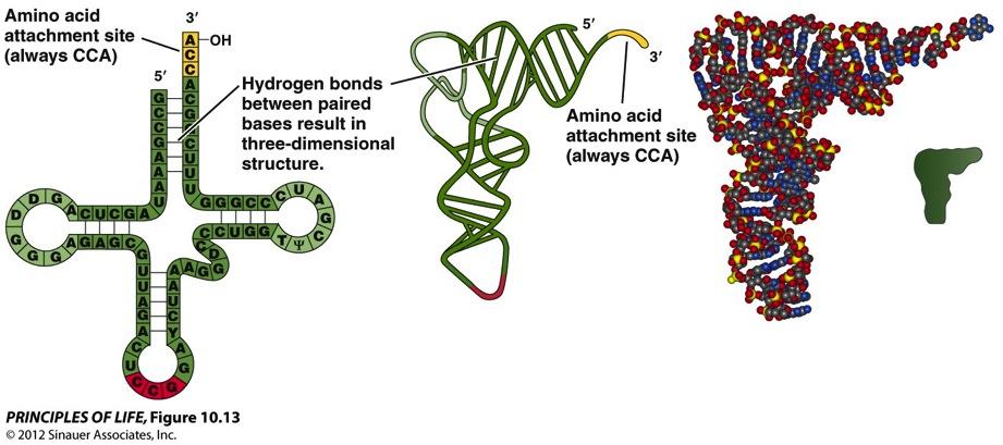 Transfer RNA structure n Clover leaf structure n