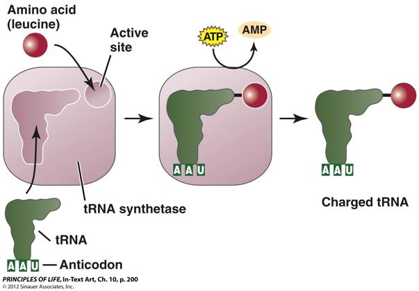 Charging trna n AminoacyltRNA synthetase bonds amino acid to trna n Energy is