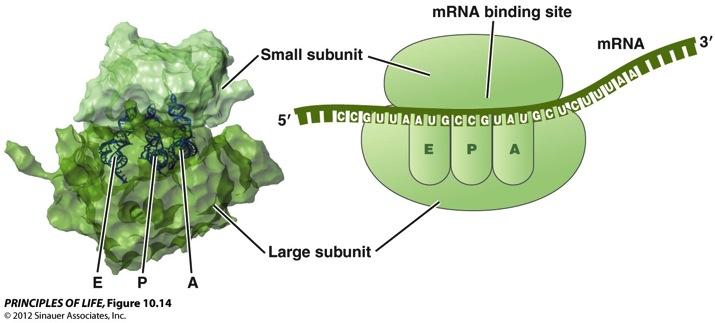 Ribosomes n A site (aminoacyl-trna) holds trna carrying next amino acid to be added to chain n P site
