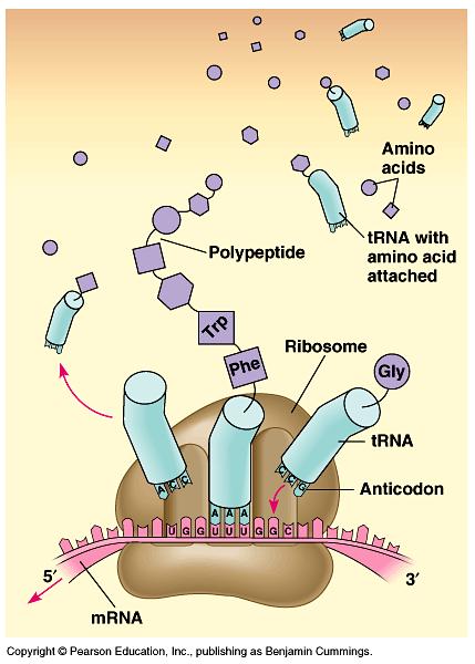 Building a polypeptide n Initiation brings together mrna, ribosome