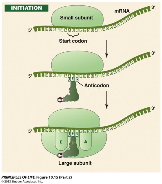 Initiation n small ribosomal subunit binds to mrna recognition