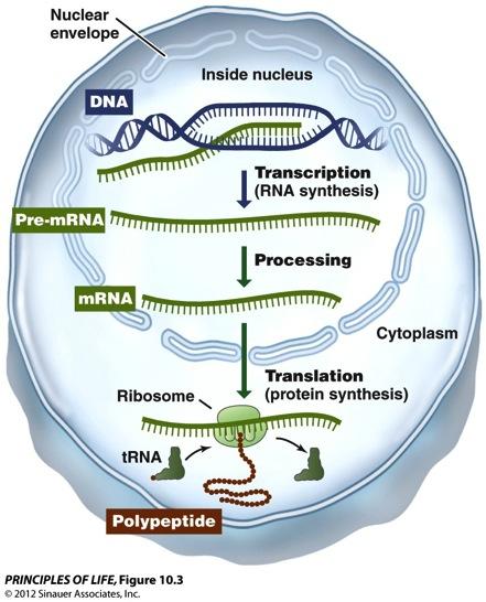 Transcription n the formation of a specific RNA sequence from a specific DNA sequence n