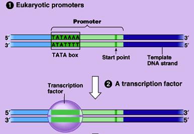 RNA polymerase binds only to promoter.