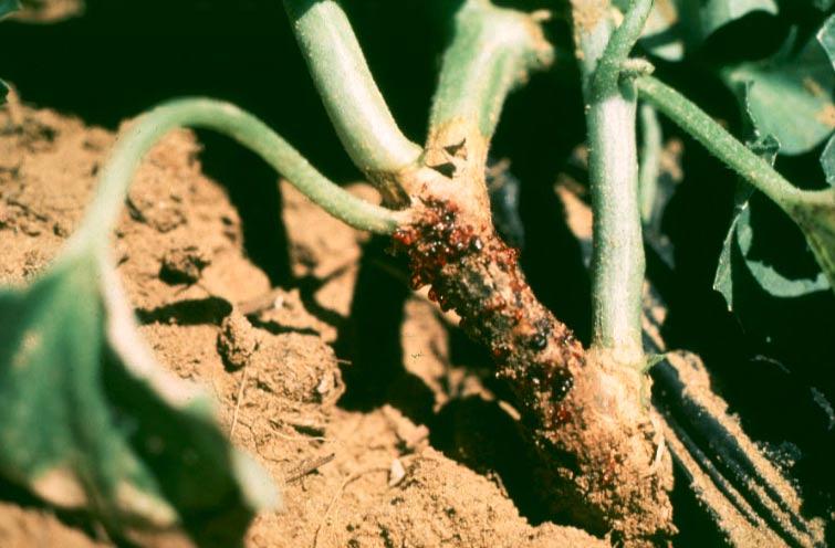 Gummy stem blight (GSB) is caused by a fungus (Didymella bryoniae) that attacks muskmelons, watermelons, and other cucurbits. It causes the disease known as black rot on pumpkins and squash.