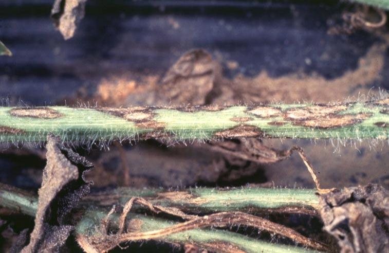 pathogens are spread by means of conidia that may be rainsplashed and windblown to extend the disease threat to unprotected plants within the field and in adjacent fields.