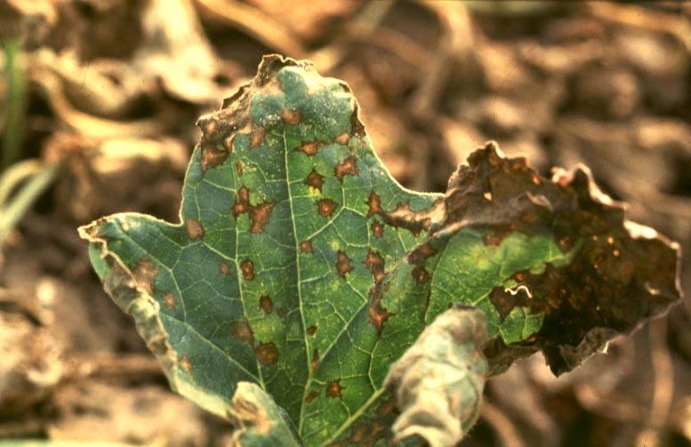 Little or no measurable genetic resistance to these diseases exists in commercially preferred varieties.