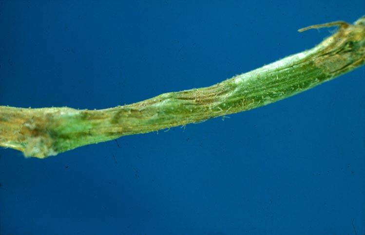 Therefore, growers must rely on repeated applications of fungicides to avoid serious disease-related losses.