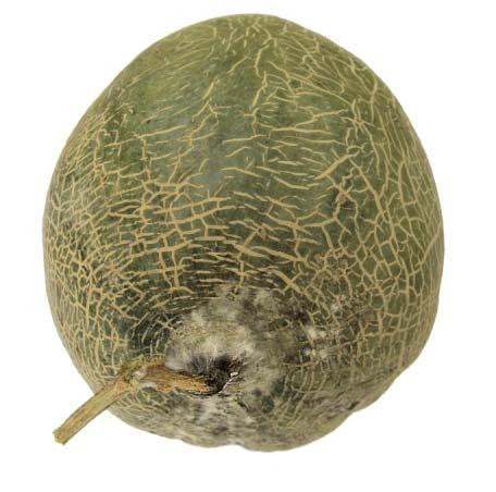 11 TAS 26-2016 Lesion of rotten melon (a) Rotten fruit