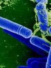 subtilis or Bacillus licheniformis Host-Vector Systems Any asporogenic Bacillus subtilis or asporogenic Bacillus licheniformis