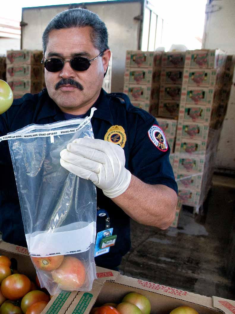 An FDA consumer safety officer working at the border crossing prepares tomato samples for testing by the FDA mobile laboratory unit.