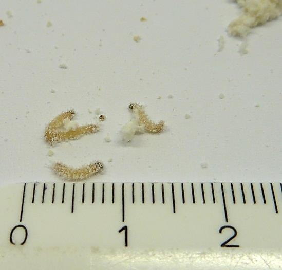 Eggs of the flour moth Larvae of the flour moth
