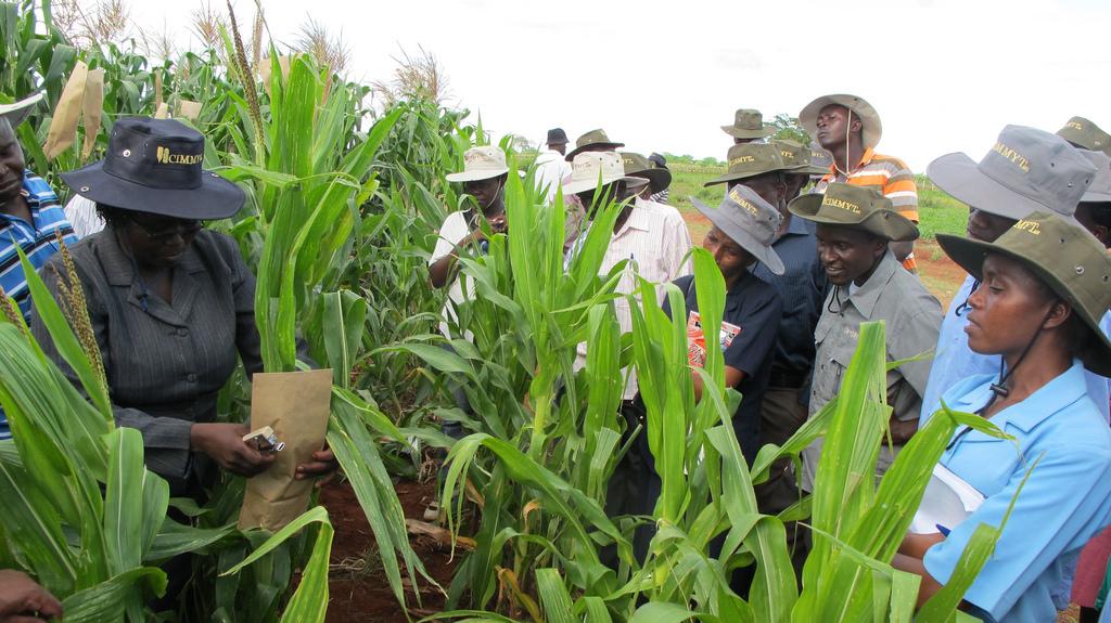 Case Study - WEMA Designed to bring drought-tolerant and insect-protected maize using conventional breeding, marker-assisted breeding, and biotechnology, with