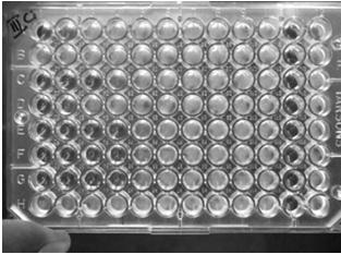Inoculation of tubes/ plates Incubation of tubes/ plates https://www.boundless.com/image/measuring-minimal-inhibitoryconcentration-via-the-microbroth-dilution-method/ http://archive.ispub.