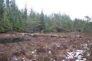 Improving the availability of good capercaillie brood habitat On a large number of sites, habitat improvement work has been carried out to help chicks move around their habitat and to increase the