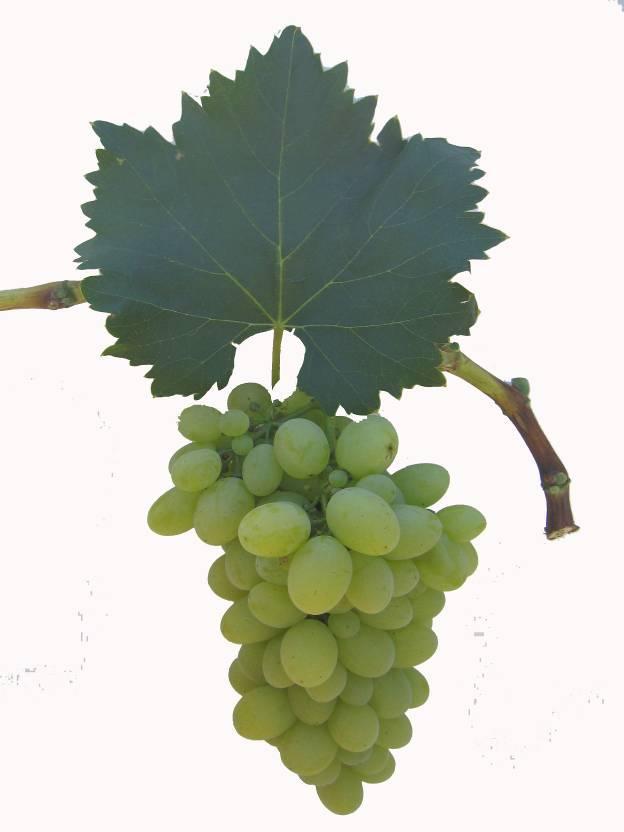 Grape production in