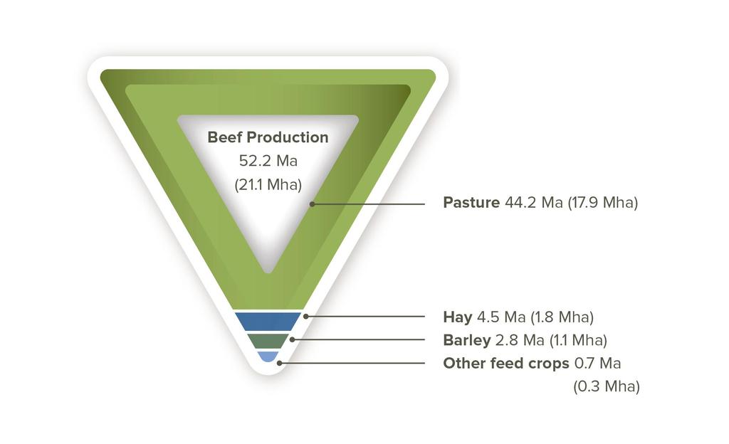The Beef Cattle industry is a major user of Canadian forages 80% of a beef animals diet over