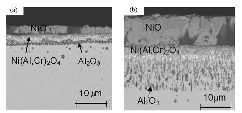 Figure 10. SEM micrographs of (a) TMS-196 and (b) TMS-173 after 1hour oxidation at 1100 C. TMS-196 exhibited continuous Al 2 O 3 scale on the surface.