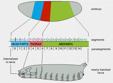 Figure 21-26. The segments of the Drosophila larva and their correspondence with regions of the blastoderm. The parts of the embryo that become organized into segments are shown in color.