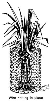5.0 FENCING EACH INDIVIDUAL OIL PALM IN THE FIELD As shown in the diagram above, putting wire mesh around the seedling is necessary because it will prevent rodents (rats, grass cutter; commonly