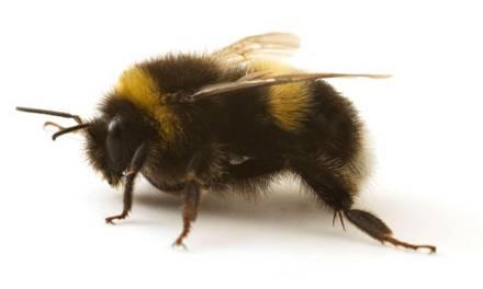 Declines in bumblebees (UK) Before 1960 After 1960 Widespread