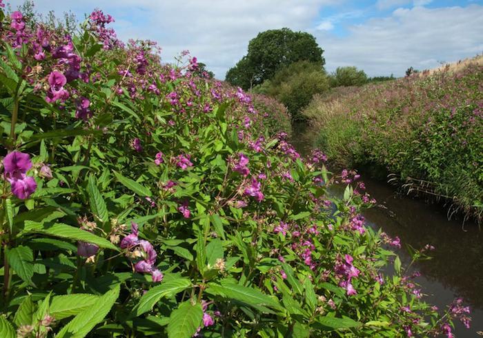 Introduced plants Invasive plants may swamp the pollination