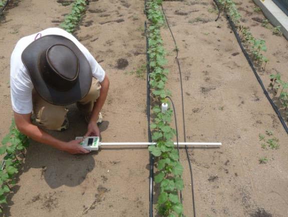 At the rainout shelter, cotton was irrigated using drip tapes with 30 cm spacing emitters (1.16 L/hr flow rate). Drip laterals were placed on the soil surface next to the row.