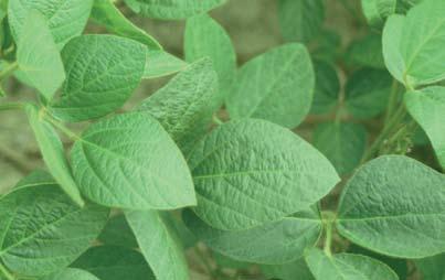 Quadris Benefits Provides complete control of key soybean diseases. Boosts yields an average of 5-6 bu/a.