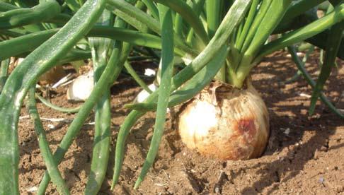 GROWING CONDITIONS: Varieties are divided according to the length of day required for bulb development: Short day varieties: 11 12 hours Intermediate day varieties: 12 14 hours Long day varieties: 14