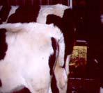 2000 2002 6 Bovine Animal Welfare Some issues in the US Industry: Colostrum (bull