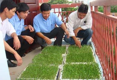 2.5. Rooftop Agriculture - Rooftop agriculture has been applied by many households in Da Nang.