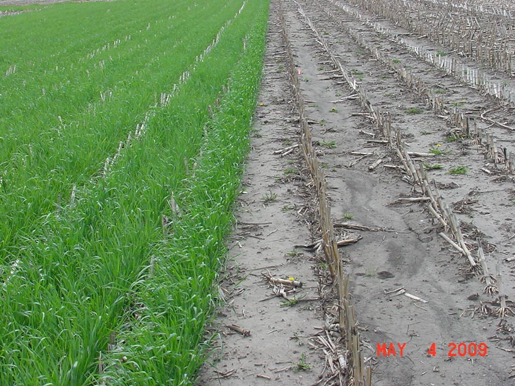 Corn silage land with and without
