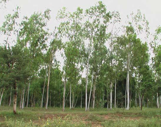plantation area is funded by donors such as