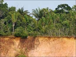 Case of Amazon forest potential dieback Remote sensing observations informed modelers to consider: Depth of