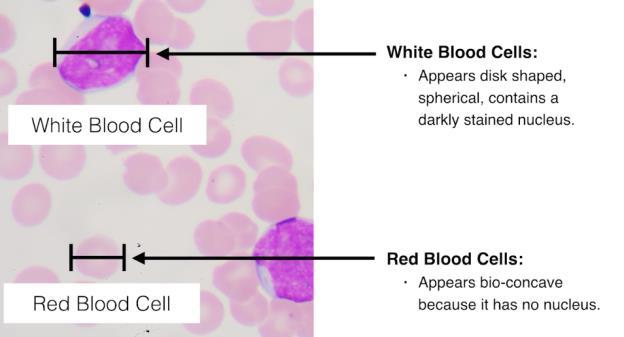 The haemaglobin is what assists the red blood cell in transporting oxygen around the body. Leucocytes (white blood cells) have a primary function of working with the immune system.