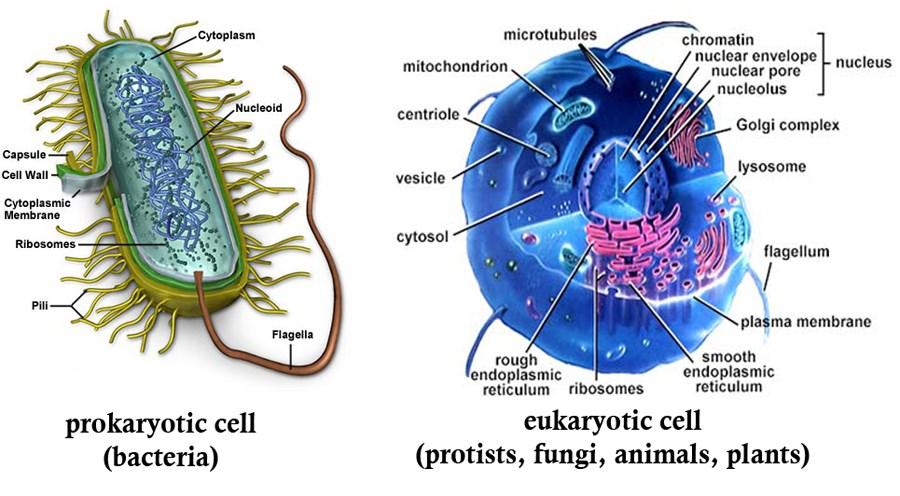 The bacterial cell o The important feature for antibacterial agents is their selective action against bacterial (prokaryotic) cells than animal (eukaryotic) cells.