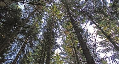 managed sustainably. Forest certification provides assurances of sustainable forest management.