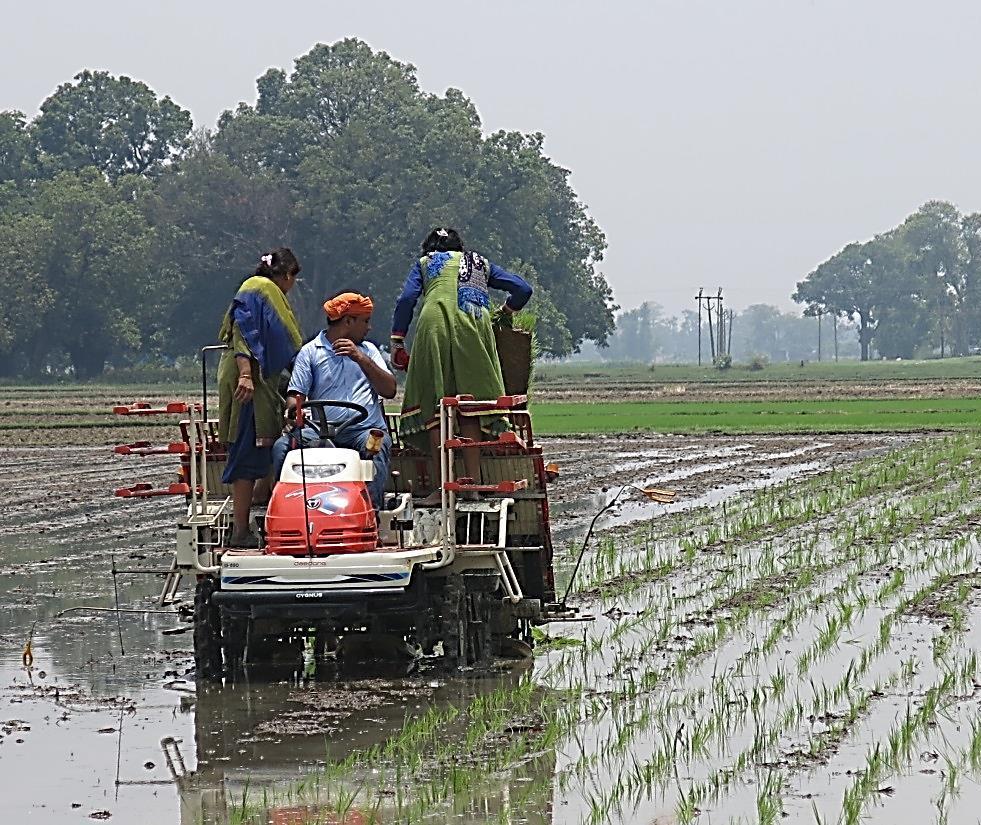 Grain Yield (t/ha) Transplanting Times values in EIGP Bihar & EUP, 2014 7 Paddy yield of Arize 6444 at